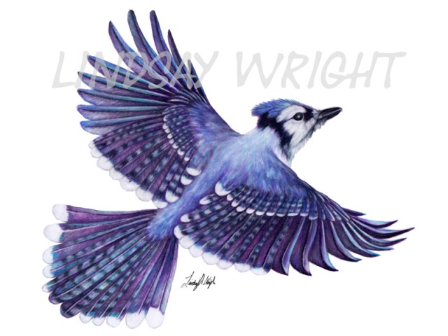 Work Sample A Flying Male Blue Jay Cyanocitta Cristata